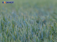 Вредители на полях: донецким аграриям рассказали есть ли угроза посевам