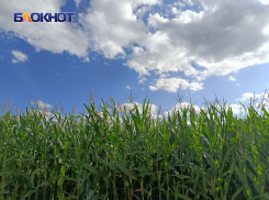 Кукурузные традиции ДНР: агрономы рассказали об урожайности после засухи