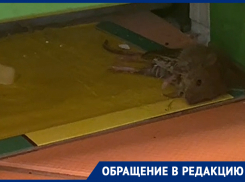 Ловим на липучки, потом собираем трупы и выбрасываем: грызуны одолели дом на улице  Петровского