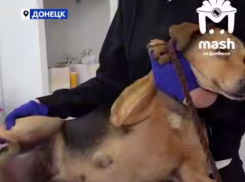 Донецкие ветеринары удалили бездомной собаке огромную опухоль