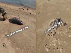 Труп дельфина и птицы нашли жители на пляже в Мариуполе