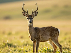 В ДНР участились случаи гибели кабанов и косуль под колесами автомобилей