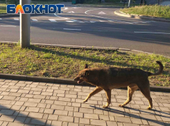 Мало, но хоть что-то: в Донецке за последнюю неделю отловлено 36 бродячих собак