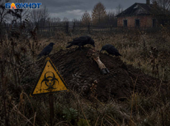 Угроза опасной инфекции? Житель Макеевки устроил на чужом участке вонючий скотомогильник