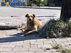 Власти ДНР смогут самостоятельно решать судьбу бездомных собак