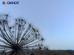 Стало известно, есть ли в ДНР смертельный для человека сорняк