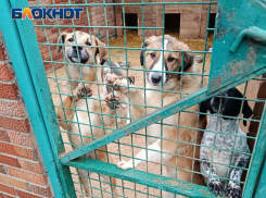 «Ледяная вода и щели в будках»: директор донецкого приюта «Животные в городе» ответил на обвинения в соцсетях