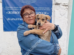 Двух бездомных собак за неделю пристроили в семьи в Донецке