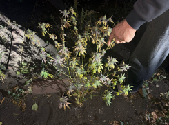 Незаконное растениеводство: дончанин выращивал возле дома коноплю