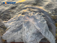 В августе-сентябре Азовское море начнут очищать от медуз