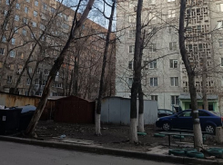 Аварийное дерево чуть не убило ребёнка на Петровского 113а в Донецке