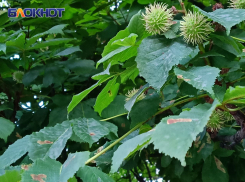 В ДНР болеют каштаны: специалисты Россельхозцентра разбирались в причинах