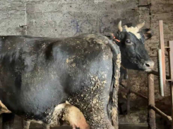 Минсельхоз ДНР грозится увольнениями из-за голодных коров, утопающих в навозе