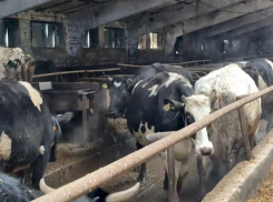 Уволен руководитель фермы с утопающими в навозе коровами и сеном с плесенью в ДНР