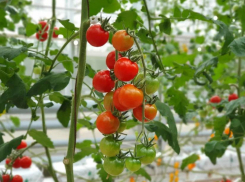 Донецкие агрономы рассказали, как спасти урожай в жару