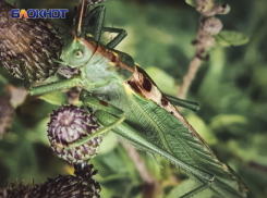 Вредители на полях ДНР: специалисты искали саранчу, луговой мотылек и подгрызающих совок