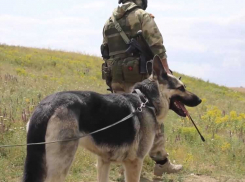 Шерстяные друзья Донбасса: собаки в зоне СВО отыскивают бомбы и схроны с оружием