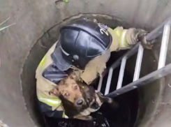 Спасатели ДНР помогли выбраться собаке из четырехметрового колодца 