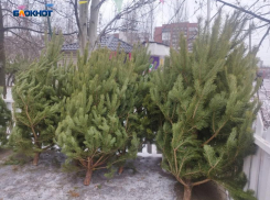 В Донецке начали работать ёлочные базары