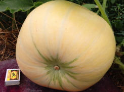 Оранжевый символ осени: в Горловке, ДНР, намерены вырастить самую большую тыкву