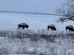 Покрытые снегом бизоны у Саур-Могилы удивили жителей Донбасса: откуда они взялись