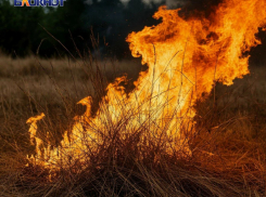 Спички прочь: в ДНР выросли штрафы за пал сухой травы в пожароопасный сезон