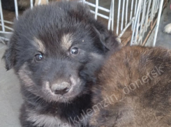 За неделю в Донецке отловили 106 бездомных собак