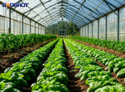 В Ждановке планируют построить тепличный комплекс