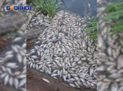 С мором рыбы из-за нечистот в водоемах Донецка и Снежного поручил разобраться Денис Пушилин