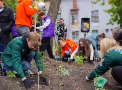 Более тысячи роз высадили в Донецке в память о погибших участниках СВО 