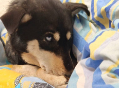 Умирающую под слоем льда собаку спас житель Донецка