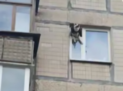 Выпал из форточки: в Донецке спасли хаски, приземлившегося на козырек крыши