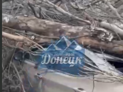 Дерево рухнуло на автомобили на улице Крамарчука, 4