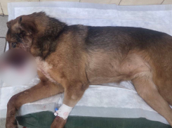 Живодеры расстреляли троих собак в подъезде дома в Донецке