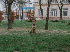 В Мариуполе ведется отлов агрессивных собак