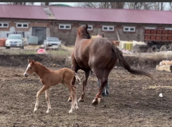 В донецкой конноспортивной школе родились 2 жеребенка