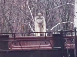 Где Захарченко и Моторола: на кладбище «Донецкое море» обитает династия волков