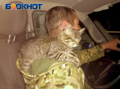 Волонтеры и военнослужащие эвакуировали из подвалов Соледара ДНР рожденную под обстрелами кошечку