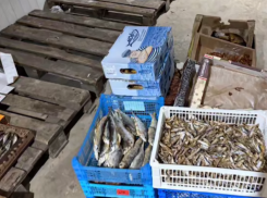 В ДНР полицейские изъяли икру и рыбу на сумму в 30 миллионов рублей у незаконных торговцев
