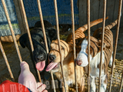 Первый в Донецке приют коммунального предприятия «Животные в городе» стал принимать постояльцев