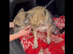 Донецкие ветеринары спасли бездомную собаку с огромной опухолью