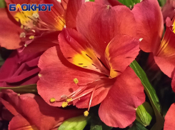 Дончанам рассказали, как выбрать цветы и продлить им жизнь.