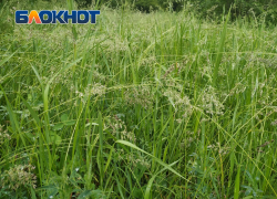 Косили траву в отчетах: в Донецке нашли существенное расхождения по сорнякам 
