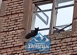 Жители Донецка просят спасти кошку
