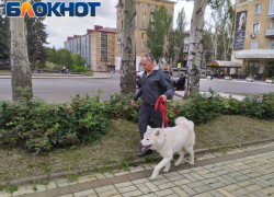 «Не бойтесь, она не укусит!»: где гулять с собакой в Донецке