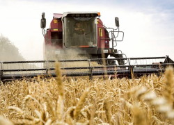 Хлеборобы ДНР убрали более 90% зерновых и зернобобовых культур