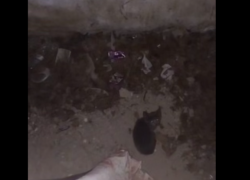 Волонтеры спасли котенка из закрытого подвала в Донецке