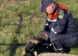 Спасли щенка, который провалился в 10-метровый люк в Донецке 