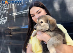 Фонт «ПАМЯТЬ» доставил в Донецк гуманитарную поддержку хвостатым друзьям 