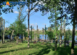 В парке Щербакова в Донецке деревья после кронирования выглядят почти голыми